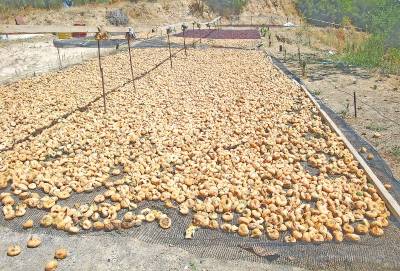 Τεράστια μείωση καλλιεργειών στη Μεσσηνία: Προς… εξαφάνιση σύκο και σταφίδα