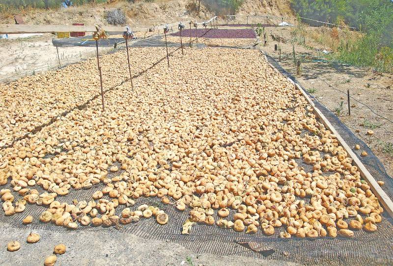 Τεράστια μείωση καλλιεργειών στη Μεσσηνία: Προς… εξαφάνιση σύκο και σταφίδα