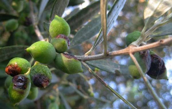 Πολιτικός τυχοδιωκτισμός  ακόμα και για τη δακοκτονία