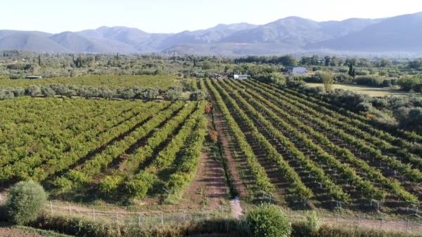 Μεσσηνία: Από την διαφήμιση στην ροδοκαλλιέργεια, με 6.000 δένδρα στους Κωνσταντίνους