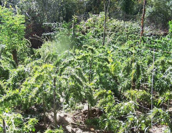 Μεγάλη χασισοφυτεία με 536 δένδρα εντοπίστηκε στην Αρκαδία