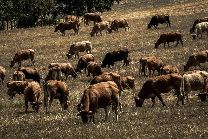 “Καουμπόι” για τον Ταυεγετο αναζητάει ο Δήμος Καλαμάτας