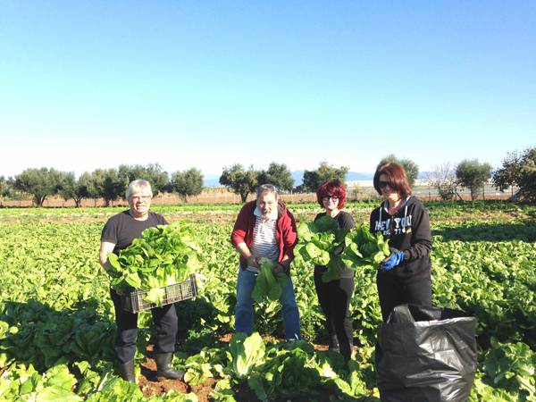 Προσφορά 500 μαρούλια από παραγωγό στην Τριφυλία