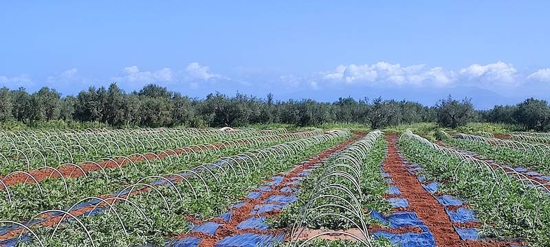 Σημαντική η συμβολή του γεωργικού κλάδου Μεσσηνίας και Περιφέρειας