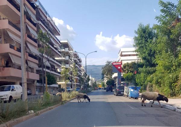 Πρόβατα στην Ακρίτα