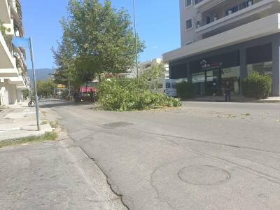 Καλαμάτα: Πτώση δέντρου στην οδό Ακρίτα