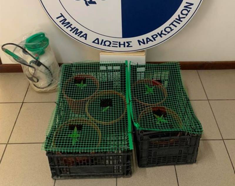 36χρονος στη Μεσσήνη είχε γλάστρες με χασίς κρυμμένες σε καλαμιώνα