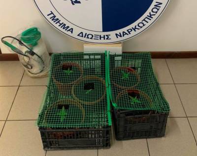 36χρονος στη Μεσσήνη είχε γλάστρες με χασίς κρυμμένες σε καλαμιώνα