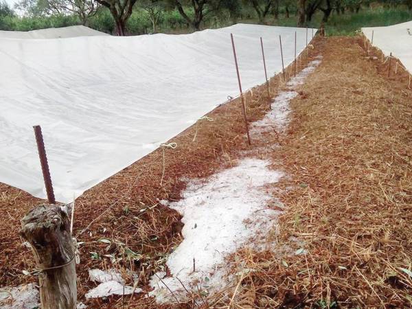 Ζημιές σε ελιές, σύκα και σταφίδες από το χαλάζι και τη βροχή στη Μεσσηνία