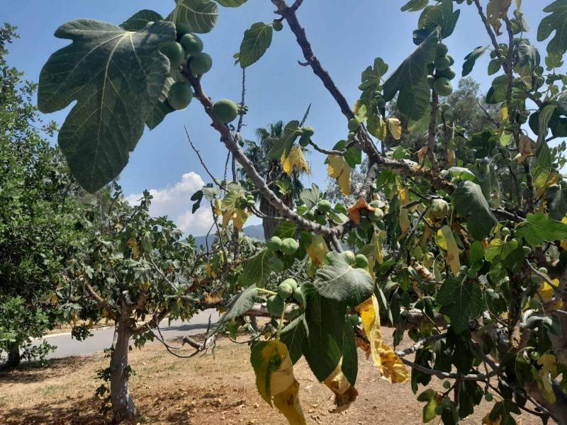 Δυσοίωνο το μέλλον της συκοκαλλιέργειας παρά τις υψηλές φετινές τιμές