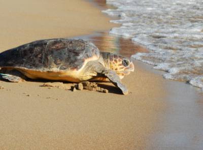 Πρώτος σε φωλιές καρέτα-καρέτα ο Κυπαρισσιακός Κόλπος - Σε Ελλάδα και Μεσόγειο