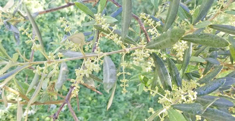 Αισιοδοξία για καλή λαδιά στην Τριφυλία - Πλούσια ανθοφορία