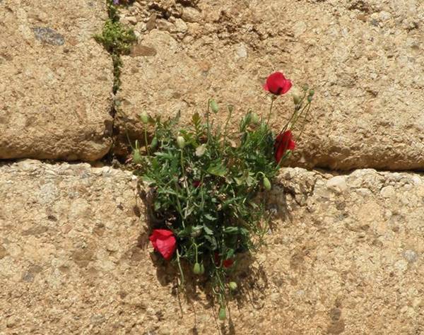 Καθηγητές μιλούν για την οικονομική κρίση στην Καλαμάτα