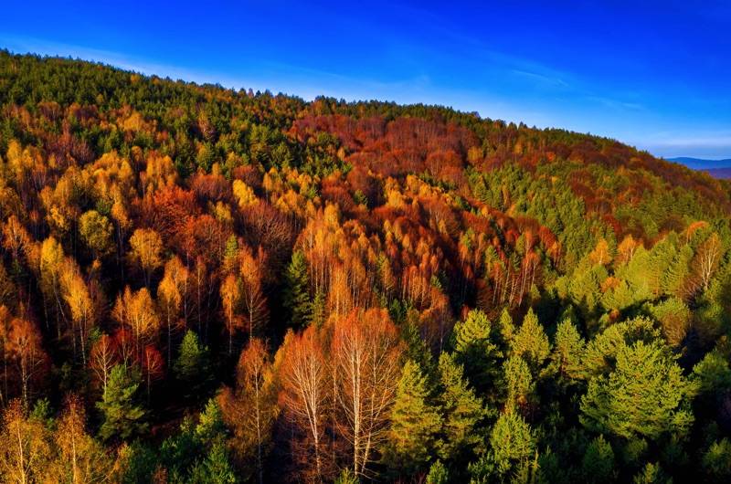 Το πολυδαίδαλο της δασικής νομοθεσίας
