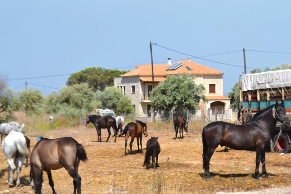 Μεγάλη φέτος η ζωοπανήγυρη στην Κυπαρισσία