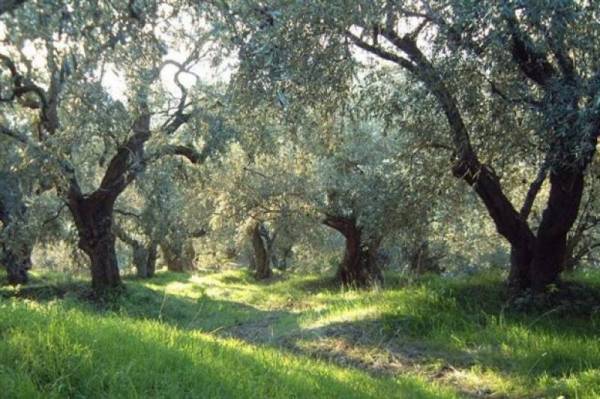 Λήγει η προθεσμία υποβολής προσφορών για δακοκτονία