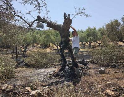 Καίγονται τα δέντρα, μαζί τους κι εμείς