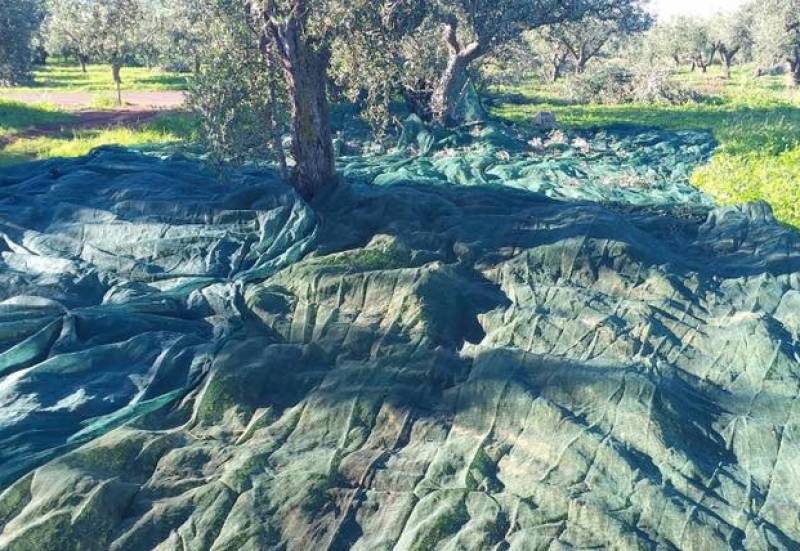 Άμεση αποζημίωση των ελαιοπαραγωγών ζητεί ο Δήμος Πύλου - Νέστορος