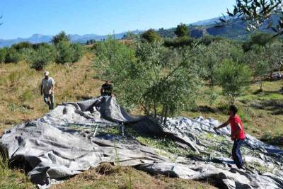 Οδηγίες σε ελαιοπαραγωγούς και ελαιοτριβείς για διασφάλιση ποιότητας