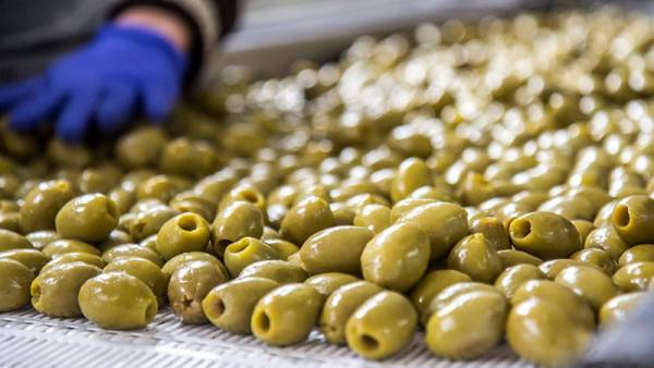 Παρουσίαση ισπανικού συστήματος μεταποίησης ελιάς στην Καλαμάτα