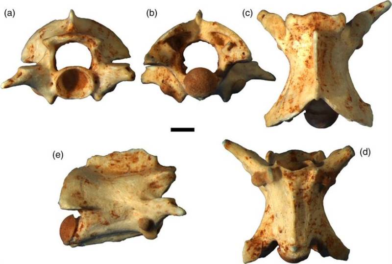 Έλληνας επιστήμονας ταυτοποίησε νέο είδος φιδιού και το βάφτισε Οδυσσέα