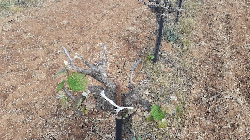 Ζημιές σε αμπέλια και σταφίδες από παγετό στον Μεσοπόταμο