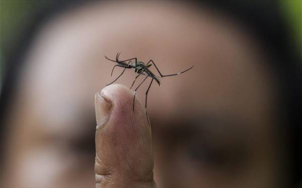 Αυτοσυγχαίρεται ο Τατούλης για την κουνουποκτονία