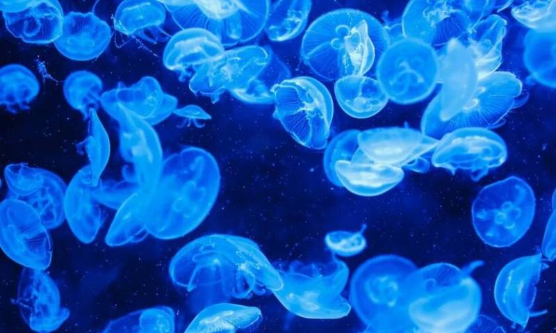 Μετά τις μωβ έρχονται και οι γαλάζιες μέδουσες - Τι εκτιμούν οι ειδικοί