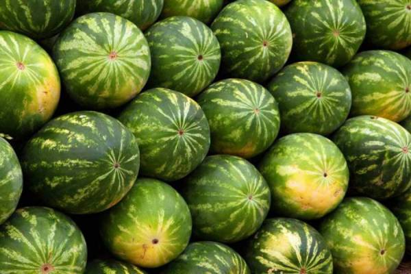 &quot;Ανάσα&quot; για παραγωγούς και οικονομία: 40.000 τόνοι καρπουζιού μαζεύτηκαν στην Τριφυλία
