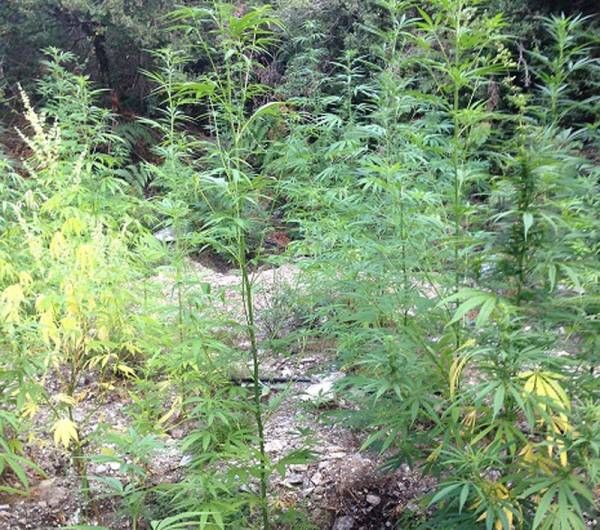 “Ορφανή” φυτεία με 103 χασισόδεντρα στη Νέδουσα