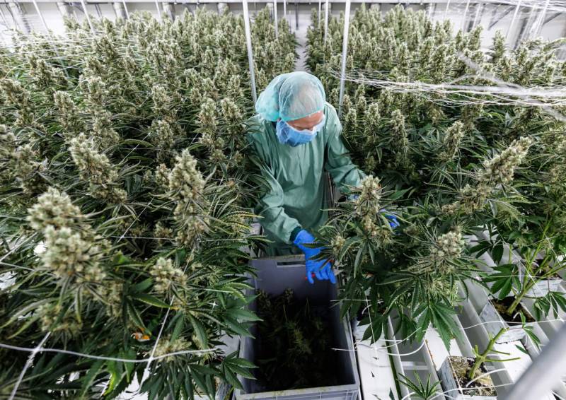 Γερμανία: Η κυβέρνηση έβαλε νερό στα σχέδιά της να νομιμοποιήσει την κάνναβη έπειτα από συνομιλίες με τις Βρυξέλλες