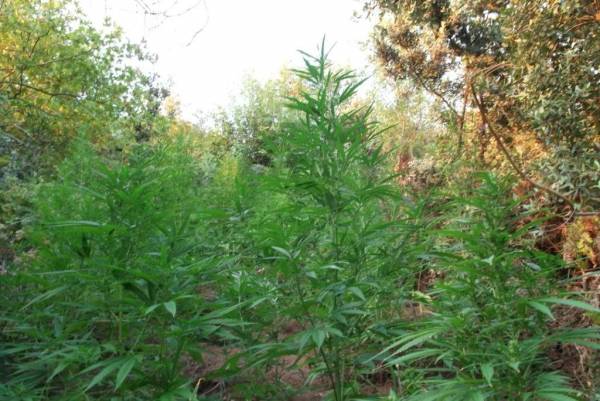 Φυτεία με 450 χασισόδεντρα στην Κάτω Πτέρη Αιγιαλείας