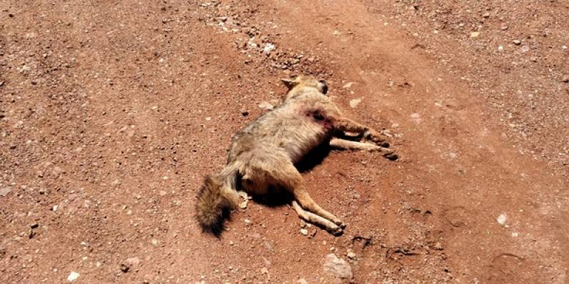 Νεκρά τσακάλια από φόλες στη Μάλη Μεσσηνίας