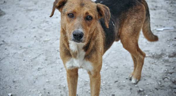 600.000 ευρώ για καταφύγια αδέσποτων