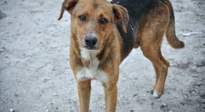 600.000 ευρώ για καταφύγια αδέσποτων