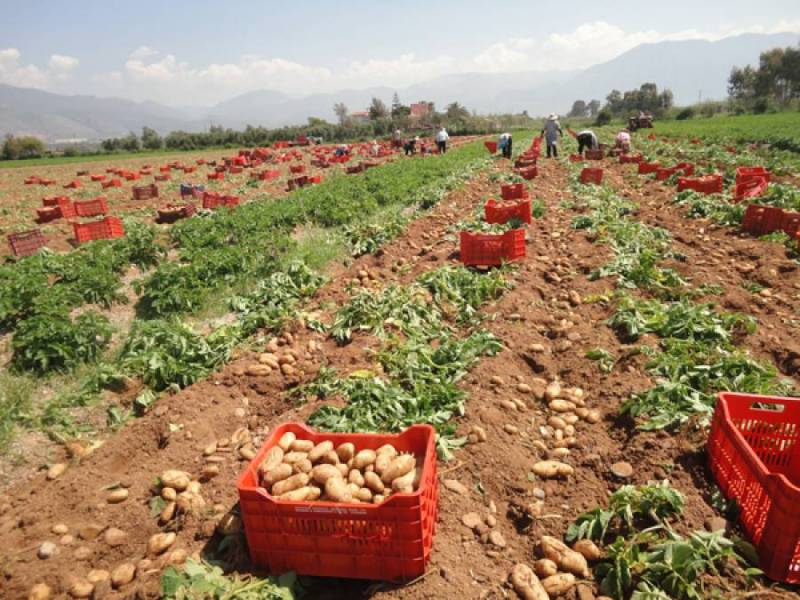 Με χαμηλή τιμή οι πρώτες πατάτες από Μεσσήνη και Καλαμάτα