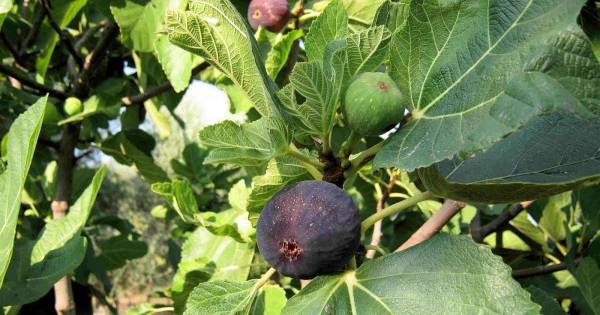 Αποζημίωση για ανομβρία σε ελιές και σύκα ζητάει ο Δήμος Μεσσήνης