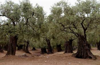 Στο στόχαστρο συμμοριών οι ελαιώνες