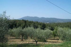 Εικόνα για δακοπληθυσμούς από την επόμενη εβδομάδα