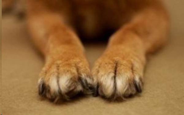 Απάντηση Νίκα για τα σκυλιά στο Πάρκο Σιδηροδρόμων