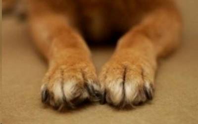 Απάντηση Νίκα για τα σκυλιά στο Πάρκο Σιδηροδρόμων