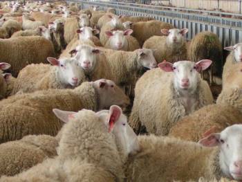 Απογραφή αιγοπροβάτων στην Ενότητα Μεσσηνίας