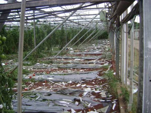 Ζημιές από τον παγετό σε θερμοκήπια παλαιού τύπου στην Τριφυλία