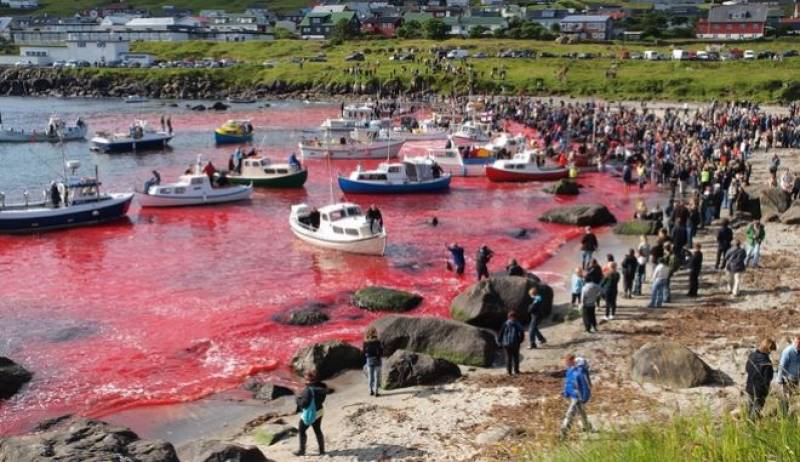 Νησιά Φερόε: Οργή για τη σφαγή 1.428 δελφινιών!