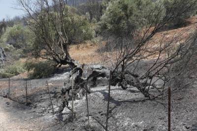 Συγκροτήθηκαν επιτροπές για καταγραφή ζημιών σε Μεσσηνία, Αρκαδία και Λακωνία