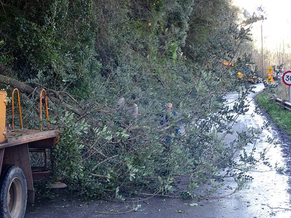 Κόπηκαν επικίνδυνα κλαδιά στο Λαγκούβαρδο