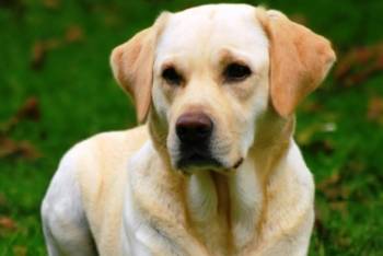 Νέες καταγγελίες για φόλες στη Μεσσήνη