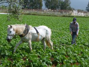 Αυλάκωμα με άλογο