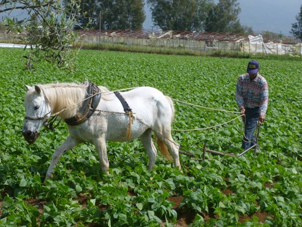 Αυλάκωμα με άλογο