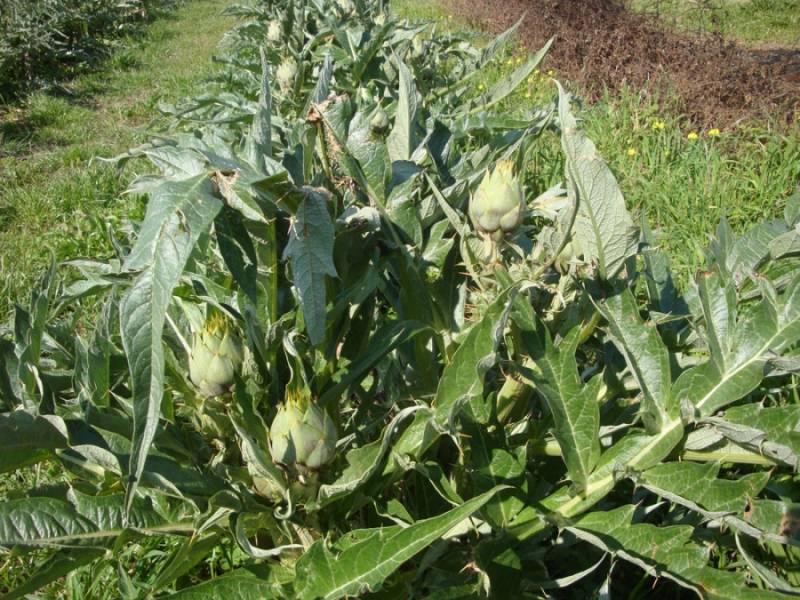 Μεσσηνία: Πρόγραμμα καύσης αγκινάρας στη Μικρομάνη